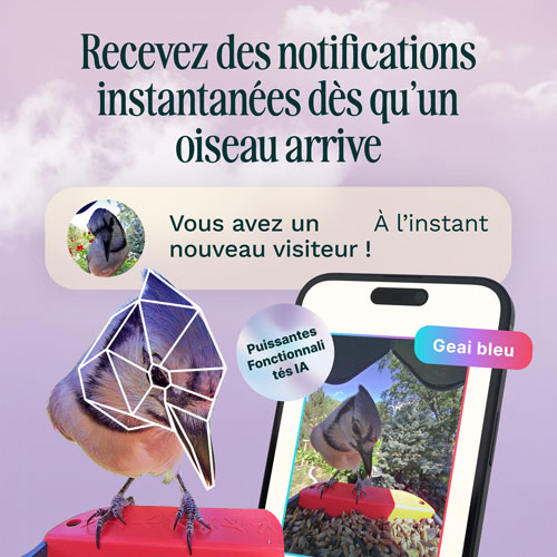 Bird Buddy Pro Solar Smart Bird Feeder w/ Cam + Perch Extender - Blue - Exclusive Retail Partner