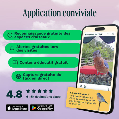 Bird Buddy Pro Solar Smart Bird Feeder w/ Cam + Perch Extender - Blue - Exclusive Retail Partner