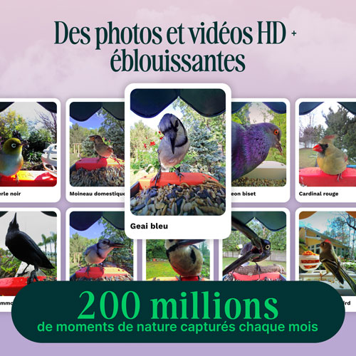 Bird Buddy Pro Solar Smart Bird Feeder w/ Cam + Perch Extender - Blue - Exclusive Retail Partner