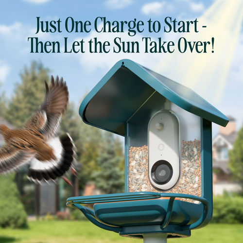 Bird Buddy Pro Solar Smart Bird Feeder w/ Cam + Perch Extender - Blue - Exclusive Retail Partner