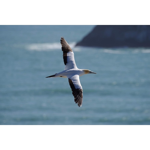 Pentax – K-1 Mark II avec écran TFT LCD de 3,2 po et 36.4 Mpx, noir - Boîte ouverte