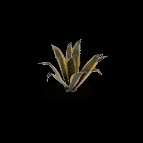 Gamers GrassLaser Plants - Agave New